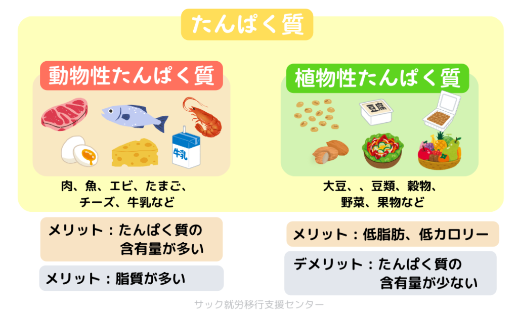 タンパク質に含まれる動物性タンパク質と植物性タンパク質の違いについて