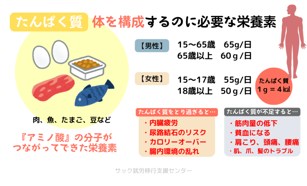 タンパク質の詳細について